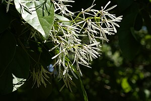 流蘇的花，摄於日本东京