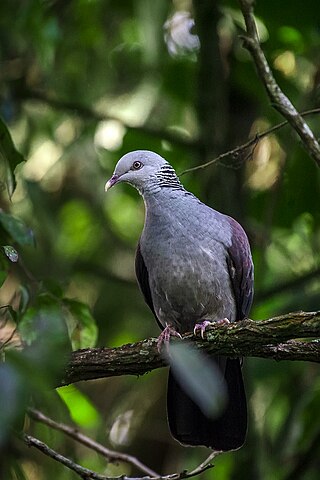 <span class="mw-page-title-main">Nilgiri wood pigeon</span> Species of bird