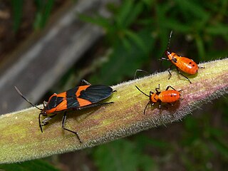 Large milkweed bug