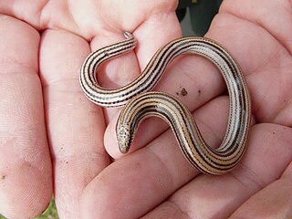 <i>Ophiomorus latastii</i> Species of lizard