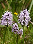 Orchis italica