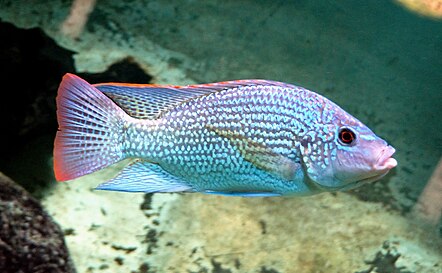 Tilapiini: Oreochromis tanganicae је једна од најзаступљенијих приобалских врста, која је доступна у рибарама[52]