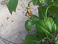 Native passion fruits