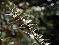 Pereskia lychnidiflora