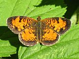 Phyciodes cocyta (northern crescent) Adult, dorsal view.