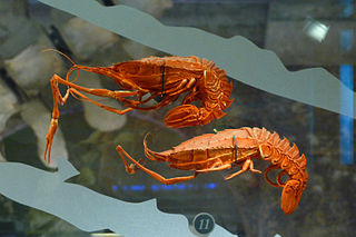 <span class="mw-page-title-main">Polychelida</span> Infraorder of crustaceans