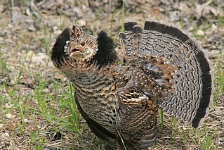 <span class="mw-page-title-main">Ruffed grouse</span> Species of bird