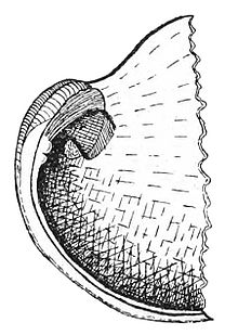 A ventral view of the posterior part of the shell of Schizoglossa novoseelandica. Schizoglossa novoseelandica shell.jpg