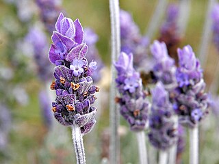 <span class="mw-page-title-main">Lavender (color)</span> Light shade of purple derived from the lavender plant