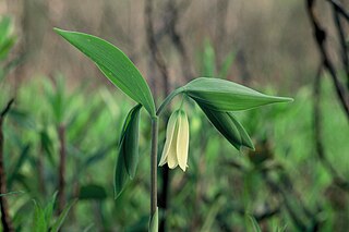 <i>Uvularia sessilifolia</i> Species of flowering plant