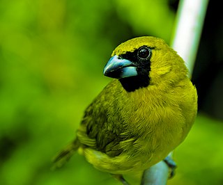 <span class="mw-page-title-main">Yellow-green grosbeak</span> Species of bird