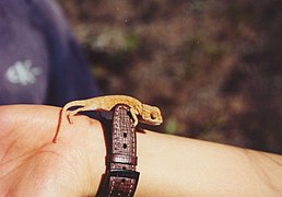 Un bébé caméléon.