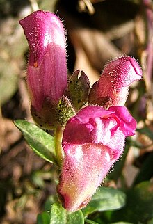 2006-12-05Antirrhinum01.jpg