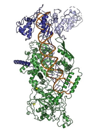 <span class="mw-page-title-main">Microprocessor complex</span> Protein involved in processing RNA in animal cells