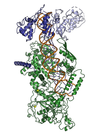 A cryo-electron microscopy structure of the microprocessor complex, showing human Drosha protein (ribonuclease III, green) and two subunits of DGCR8 (dark and light blue) interacting with and ready to cleave a primary microRNA. From PDB: 6V5B . 6v5b.png