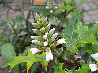 <i>Acanthus ebracteatus</i> Species of flowering plant