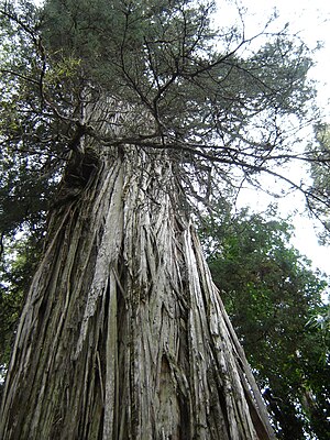 Alerce milenario, Parque Nacional Los Alerces.