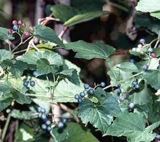 <i>Ampelopsis</i> Genus of shrubs