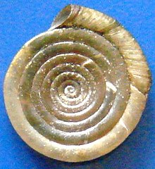 View of the spire side of the planispiral shell of the freshwater snail Anisus septemgyratus . This shell has seven and a half whorls Anisus septegyrus1pl.jpg