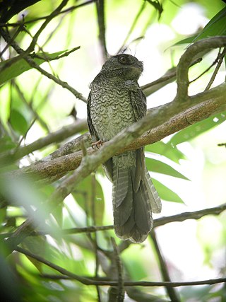 <span class="mw-page-title-main">Owlet-nightjar</span> Genus of birds