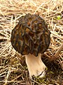 Morchella elata