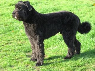 <span class="mw-page-title-main">Bouvier des Flandres</span> Dog breed