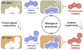 <span class="mw-page-title-main">Bump and hole</span> Tool in chemical genetics