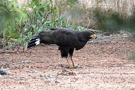 Zwarte buizerd