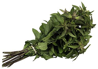 Peppardmynta, Mentha × piperita L.