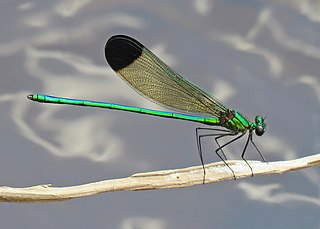 <i>Calopteryx dimidiata</i> Species of damselfly