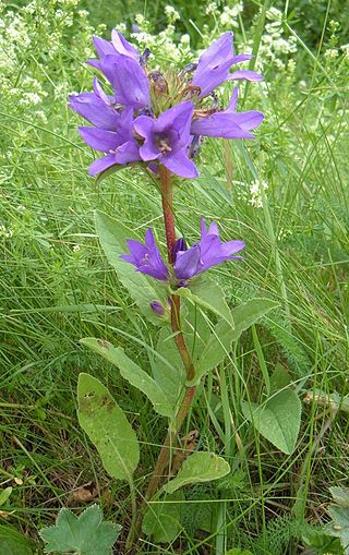 <i>Campanula glomerata</i> Species of plant