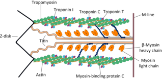 <span class="mw-page-title-main">Myosin binding protein C, cardiac</span> Protein-coding gene in the species Homo sapiens