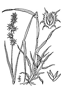 <i>Cenchrus</i> Genus of grasses