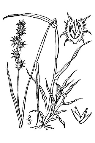 <i>Cenchrus</i> Genus of grasses