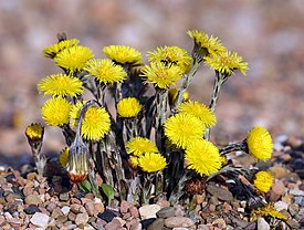 Leskenlehti (Tussilago farfara)