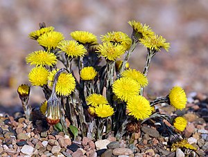 Föölfet (Tussilago farfara)