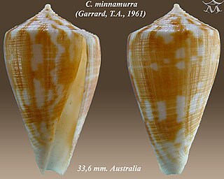 <i>Eremiconus</i> Subgenus of gastropods