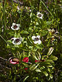 Svensk royðuber (Cornus suecica)