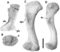 January 13: Fossil remains of Crocodylus anthropophagus.