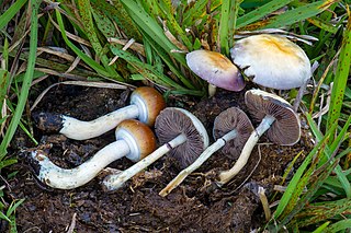 <i>Psilocybe cubensis</i> Species of fungus