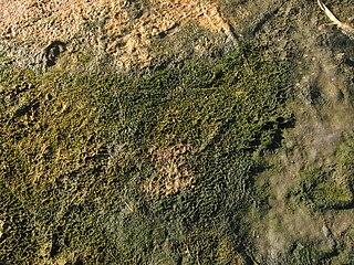 <span class="mw-page-title-main">Microbial mat</span> Multi-layered sheet of microorganisms