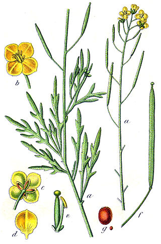 <i>Diplotaxis tenuifolia</i> Species of flowering plant