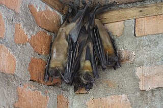 <span class="mw-page-title-main">Madagascan fruit bat</span> Species of bat