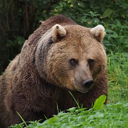 Eurazinis rudasis lokys (Ursus arctos arctos)