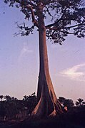 Fromager près de l'université de Yaoundé en novembre 1973.jpg