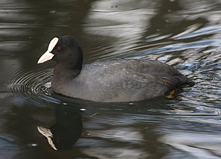 <span class="mw-page-title-main">Coot</span> Genus of birds