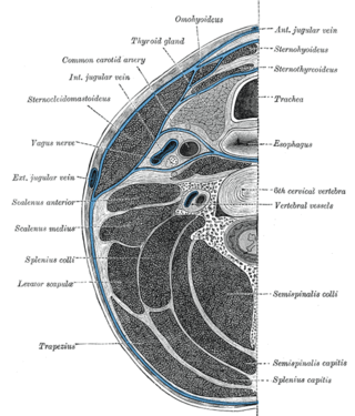 <span class="mw-page-title-main">Deep cervical fascia</span>