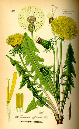 Paprastoji kiaulpienė (Taraxacum officinale)