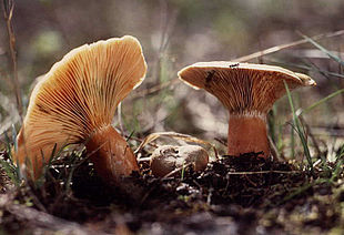 Gran-mælkehat (Lactarius deterrimus)