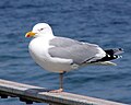 Ezüstsirály (Larus argentatus)